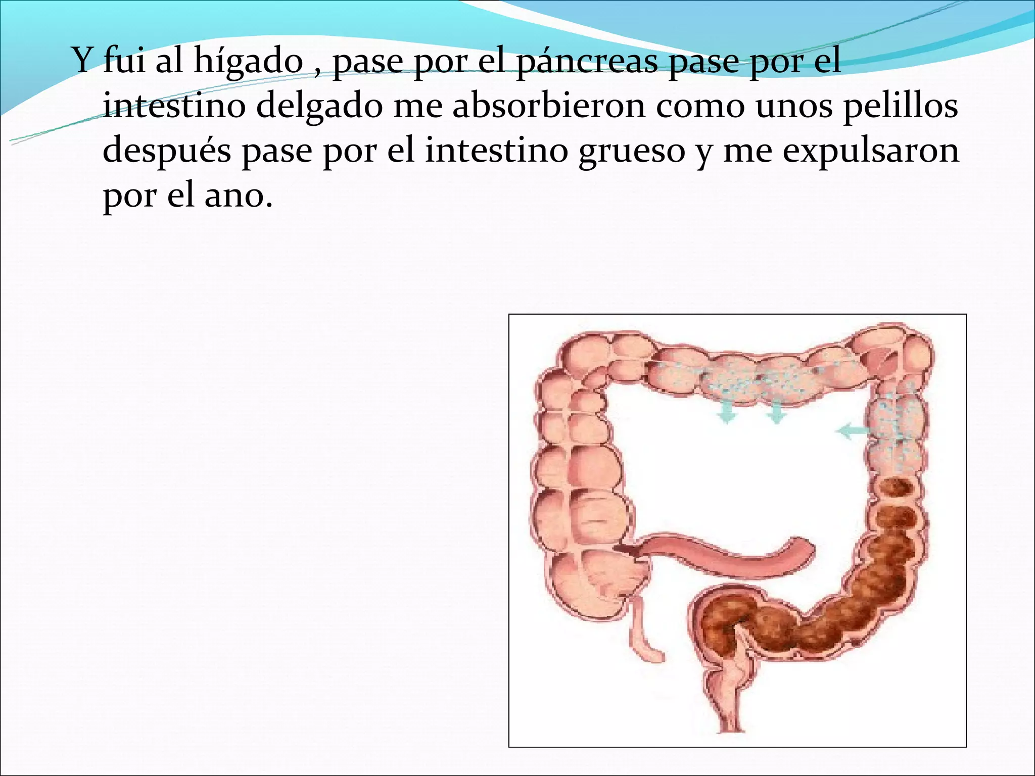 Y fui al hígado , pase por el páncreas pase por el
  intestino delgado me absorbieron como unos pelillos
  después pase por el intestino grueso y me expulsaron
  por el ano.
 