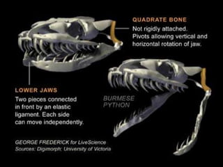 Jaw dislocation | PPTX