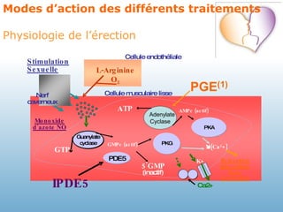 Modes d’action des différents traitements  Physiologie de l’érection 