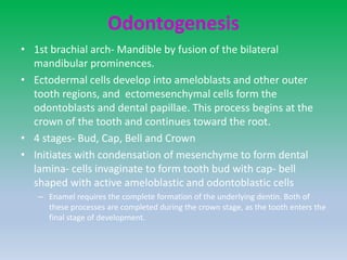 Odontogenesis
• 1st brachial arch- Mandible by fusion of the bilateral
mandibular prominences.
• Ectodermal cells develop into ameloblasts and other outer
tooth regions, and ectomesenchymal cells form the
odontoblasts and dental papillae. This process begins at the
crown of the tooth and continues toward the root.
• 4 stages- Bud, Cap, Bell and Crown
• Initiates with condensation of mesenchyme to form dental
lamina- cells invaginate to form tooth bud with cap- bell
shaped with active ameloblastic and odontoblastic cells
– Enamel requires the complete formation of the underlying dentin. Both of
these processes are completed during the crown stage, as the tooth enters the
final stage of development.
 