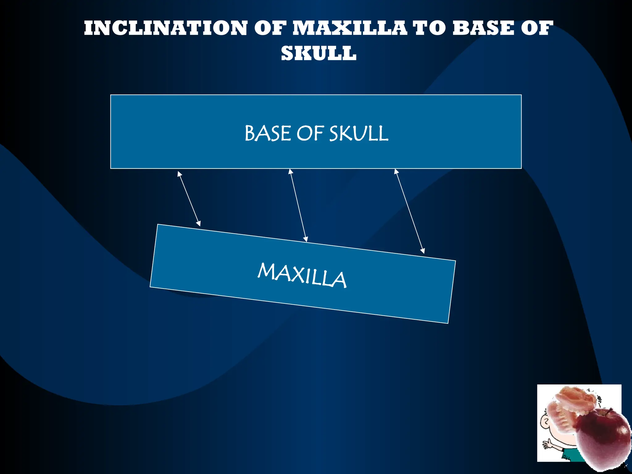 BASE OF SKULL
MAXILLA
INCLINATION OF MAXILLA TO BASE OF
SKULL
 