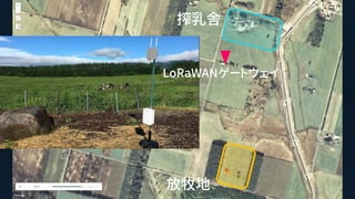 搾乳舎
放牧地
LoRaWANゲートウェイ
 