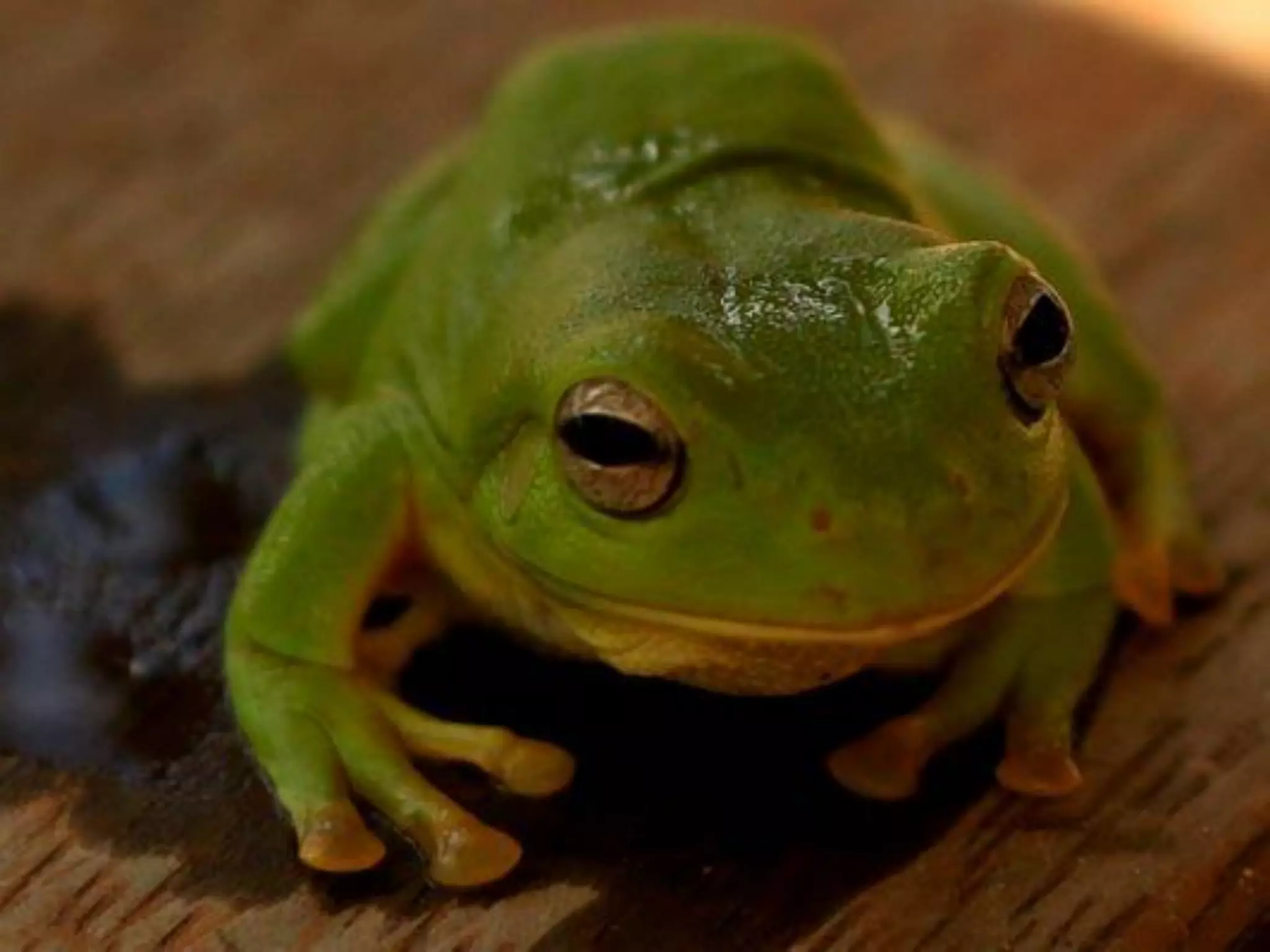 It will be lifechanging: living and working in Arnhem Land. Jawun Program, Miwatj Health and Commonwealth Bank