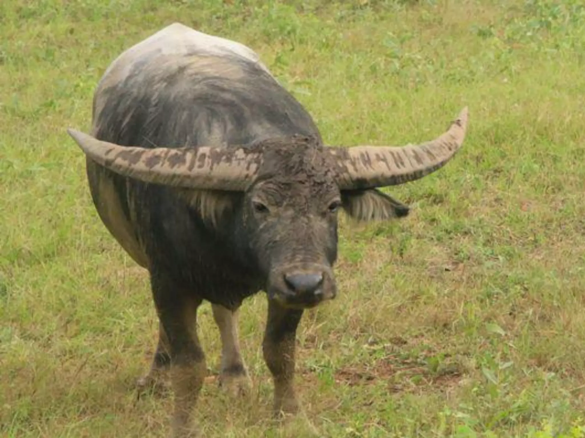 It will be lifechanging: living and working in Arnhem Land. Jawun Program, Miwatj Health and Commonwealth Bank