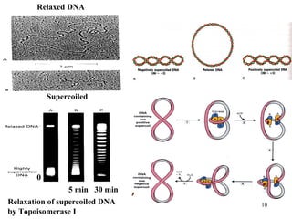 10
Relaxed DNA
Supercoiled
Relaxation of supercoiled DNA
by Topoisomerase I
5 min 30 min
0
 