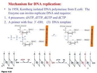 11
Mechanism for DNA replication:
• In 1958, Kornberg isolated DNA polymerase from E.coli: The
Enzyme can invitro replicate DNA and requires:
1. 4 precursors: dATP, dTTP, dGTP and dCTP
2. A primer with free 3`-OH; (3) DNA template
 