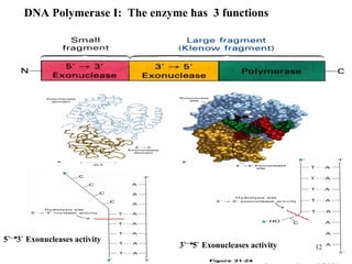 12
DNA Polymerase I: The enzyme has 3 functions
5` 3` Exonucleases activity
3` 5` Exonucleases activity
 