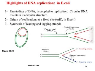 14
Highlights of DNA replication: in E.coli
1- Unwinding of DNA, is coupled to replication. Circular DNA
maintain its circular structure.
2- Origin of replication: at a fixed site (oriC, in E.coli)
3- Synthesis of leading and lagging strands
 