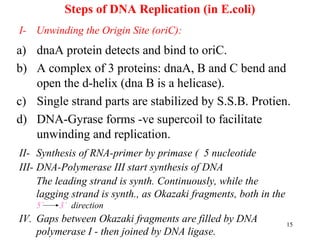 15
Steps of DNA Replication (in E.coli)
a) dnaA protein detects and bind to oriC.
b) A complex of 3 proteins: dnaA, B and C bend and
open the d-helix (dna B is a helicase).
c) Single strand parts are stabilized by S.S.B. Protien.
d) DNA-Gyrase forms -ve supercoil to facilitate
unwinding and replication.
I- Unwinding the Origin Site (oriC):
II- Synthesis of RNA-primer by primase ( 5 nucleotide
III- DNA-Polymerase III start synthesis of DNA
The leading strand is synth. Continuously, while the
lagging strand is synth., as Okazaki fragments, both in the
5` 3` direction
IV. Gaps between Okazaki fragments are filled by DNA
polymerase I - then joined by DNA ligase.
 
