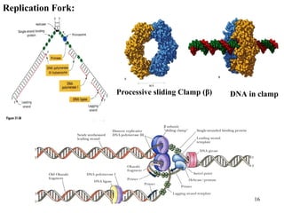 16
Replication Fork:
Processive sliding Clamp (β) DNA in clamp
 
