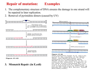 18
Repair of mutation: Examples
1. The complementary structure of DNA ensures the damage in one strand will
be repaired in later replication.
2. Removal of pyrimidine dimers (caused by UV)
3. Mismatch Repair: (in E.coli)
 