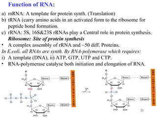 21
Function of RNA:
a) mRNA: A template for protein synth. (Translation)
b) tRNA (carry amino acids in an activated form to the ribosome for
peptide bond formation.
c) rRNA: 5S, 16S&23S rRNAs play a Central role in protein synthesis.
Ribosome: Site of protein synthesis
• A complex assembly of rRNA and ~50 diff. Proteins.
In E.coli, all RNAs are synth. By RNA-polymerase which requires:
i) A template (DNA), ii) ATP, GTP, UTP and CTP.
• RNA-polymerase catalyse both initiation and elongation of RNA.
 