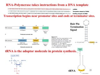 22
RNA-Polymerase takes instructions from a DNA template
Transcription begins near promotor sites and ends at terminator sites.
tRNA is the adoptor molecule in protein synthesis.
Hair Pin
Termination
Signal
tRNA
 