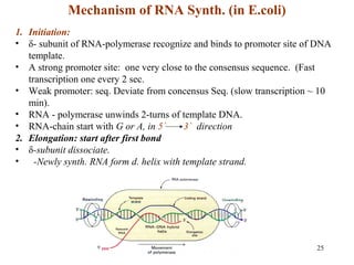 25
Mechanism of RNA Synth. (in E.coli)
1. Initiation:
• δ- subunit of RNA-polymerase recognize and binds to promoter site of DNA
template.
• A strong promoter site: one very close to the consensus sequence. (Fast
transcription one every 2 sec.
• Weak promoter: seq. Deviate from concensus Seq. (slow transcription ~ 10
min).
• RNA - polymerase unwinds 2-turns of template DNA.
• RNA-chain start with G or A, in 5` 3` direction
2. Elongation: start after first bond
• δ-subunit dissociate.
• -Newly synth. RNA form d. helix with template strand.
 
