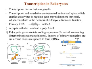 27
Transcription in Eukaryotes
• Transcription occurs inside organells
• Transcription and translation are separated in time and space which
enables eukaryotes to regulate gene expression more intricately
which contribute to the richness of eukaryotic form and function.
• Primary RNA mRNA.
i) A cap is added at end and a poly A tail.
ii) Eukaryotic genes contain coding sequences (Exons) & non-coding
(intervening) sequences (introns). Introns of primary transcripts are
cut off and exons are spliced to form mRNA.
 →
extensive
processing
Exon
Exon
 