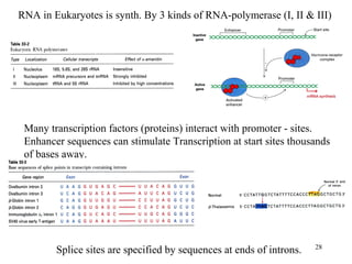 28
RNA in Eukaryotes is synth. By 3 kinds of RNA-polymerase (I, II & III)
Many transcription factors (proteins) interact with promoter - sites.
Enhancer sequences can stimulate Transcription at start sites thousands
of bases away.
Splice sites are specified by sequences at ends of introns.
 
