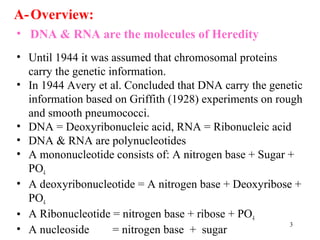 3
A-Overview:
• Until 1944 it was assumed that chromosomal proteins
carry the genetic information.
• In 1944 Avery et al. Concluded that DNA carry the genetic
information based on Griffith (1928) experiments on rough
and smooth pneumococci.
• DNA = Deoxyribonucleic acid, RNA = Ribonucleic acid
• DNA & RNA are polynucleotides
• A mononucleotide consists of: A nitrogen base + Sugar +
PO4
• A deoxyribonucleotide = A nitrogen base + Deoxyribose +
PO4
• A Ribonucleotide = nitrogen base + ribose + PO4
• A nucleoside = nitrogen base + sugar
• DNA & RNA are the molecules of Heredity
 