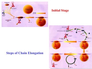 32
Initial Stage
Steps of Chain Elongation
 