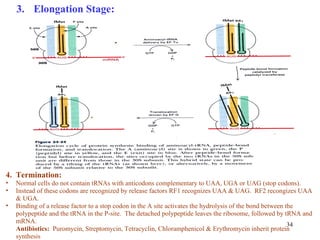 34
4. Termination:
• Normal cells do not contain tRNAs with anticodons complementary to UAA, UGA or UAG (stop codons).
• Instead of these codons are recognized by release factors RF1 recognizes UAA & UAG. RF2 recongizes UAA
& UGA.
• Binding of a release factor to a stop codon in the A site activates the hydrolysis of the bond between the
polypeptide and the tRNA in the P-site. The detached polypeptide leaves the ribosome, followed by tRNA and
mRNA.
Antibiotics: Puromycin, Streptomycin, Tetracyclin, Chloramphenicol & Erythromycin inherit protein
synthesis
3. Elongation Stage:
 
