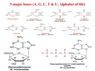 4
5 major bases (A, G, C, T & U, Alphabet of life)
 
