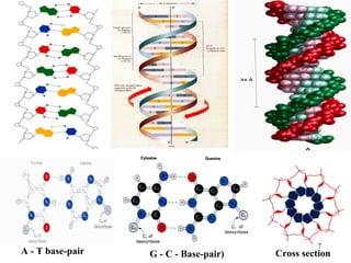 7
G - C - Base-pair) Cross sectionA - T base-pair
 