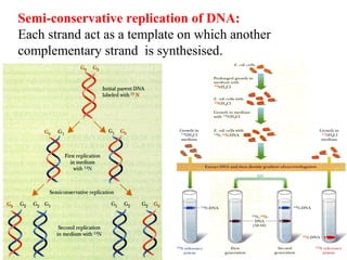 8
Semi-conservative replication of DNA:
Each strand act as a template on which another
complementary strand is synthesised.
 
