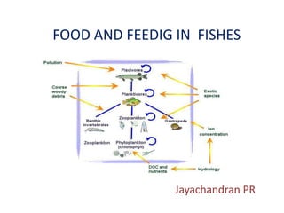 Jayachandran PR
FOOD AND FEEDIG IN FISHES
 