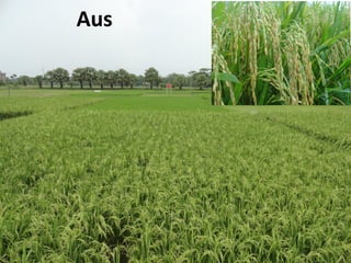 Rice-Rice-Rabi systems for low salinty regions of the coastal zone of Bangladesh