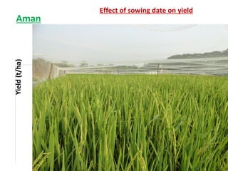 Rice-Rice-Rabi systems for low salinty regions of the coastal zone of Bangladesh