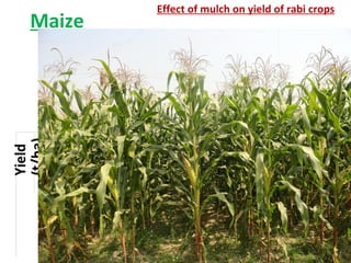 Rice-Rice-Rabi systems for low salinty regions of the coastal zone of Bangladesh