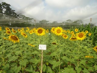 Rice-Rice-Rabi systems for low salinty regions of the coastal zone of Bangladesh