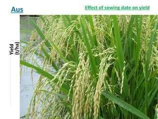 Rice-Rice-Rabi systems for low salinty regions of the coastal zone of Bangladesh