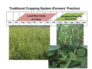 Rice-Rice-Rabi systems for low salinty regions of the coastal zone of Bangladesh