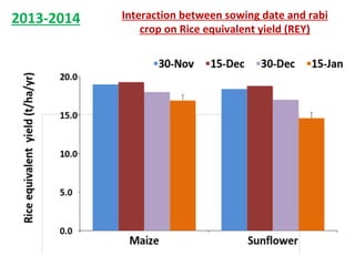 Rice-Rice-Rabi systems for low salinty regions of the coastal zone of Bangladesh