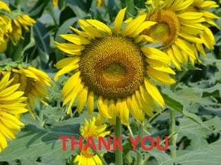 Rice-Rice-Rabi systems for low salinty regions of the coastal zone of Bangladesh