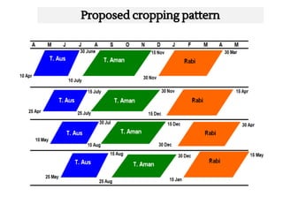 Rice-Rice-Rabi systems for low salinty regions of the coastal zone of Bangladesh