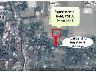 Rice-Rice-Rabi systems for low salinty regions of the coastal zone of Bangladesh