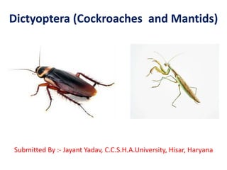 Dictyoptera (Cockroaches and Mantids)
Submitted By :- Jayant Yadav, C.C.S.H.A.University, Hisar, Haryana
 