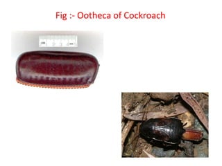 Fig :- Ootheca of Cockroach
 