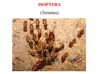 ISOPTERA
(Termites)
 