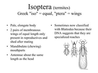 Isoptera (termites)
Greek "iso" = equal, "ptera" = wings
• Pale, elongate body
• 2 pairs of membranous
wings of equal length only
present in reproductives and
shed after mating
• Mandibulate (chewing)
mouthparts
• Antennae about the same
length as the head
• Sometimes now classified
with Blattodea because their
DNA suggests that they are
specialized roaches
 