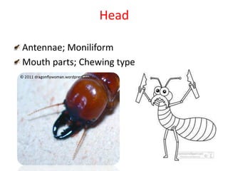 Head
Antennae; Moniliform
Mouth parts; Chewing type
 