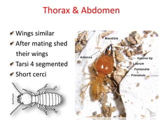 Thorax & Abdomen
Wings similar
After mating shed
their wings
Tarsi 4 segmented
Short cerci
 