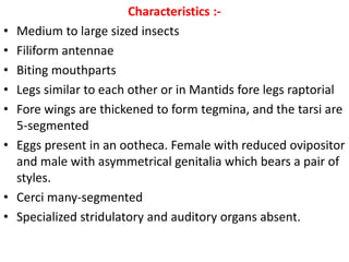 Characteristics :-
• Medium to large sized insects
• Filiform antennae
• Biting mouthparts
• Legs similar to each other or in Mantids fore legs raptorial
• Fore wings are thickened to form tegmina, and the tarsi are
5-segmented
• Eggs present in an ootheca. Female with reduced ovipositor
and male with asymmetrical genitalia which bears a pair of
styles.
• Cerci many-segmented
• Specialized stridulatory and auditory organs absent.
 