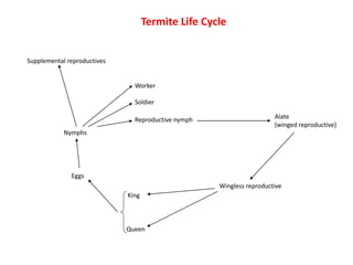 Termite Life Cycle
Nymphs
Supplemental reproductives
Worker
Soldier
Reproductive nymph Alate
(winged reproductive}
Wingless reproductive
King
Queen
Eggs
 