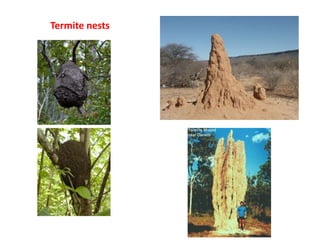 Termite nests
 