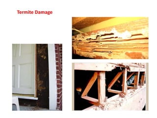 Termite Damage
 