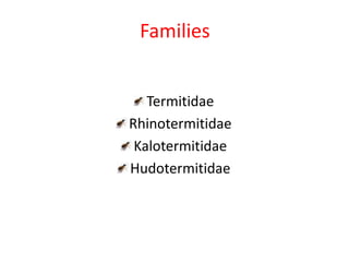 Families
Termitidae
Rhinotermitidae
Kalotermitidae
Hudotermitidae
 