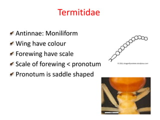 Termitidae
Antinnae: Moniliform
Wing have colour
Forewing have scale
Scale of forewing < pronotum
Pronotum is saddle shaped
 
