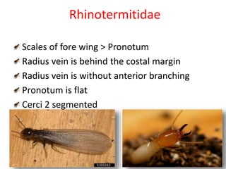 Rhinotermitidae
Scales of fore wing > Pronotum
Radius vein is behind the costal margin
Radius vein is without anterior branching
Pronotum is flat
Cerci 2 segmented
 